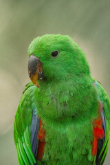 beautiful green parrot sitting on a branch in the rainforest