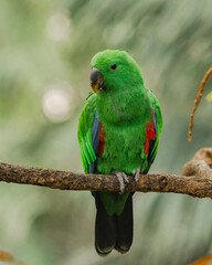 beautiful green parrot sitting on a branch in the rainforest