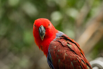 Red parrot in the rainforest of Kuala Lumpur, Malaysia.