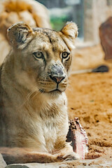Fototapeta na wymiar Portrait of a lioness lying on a log in the zoo
