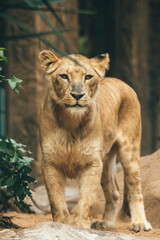 Portrait of a lioness lying on a log in the zoo