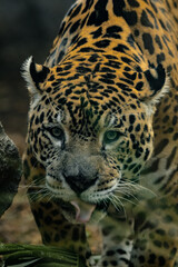 Obraz na płótnie Canvas Jaguar, Panthera onca, also known as the Jaguar.