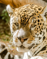 Jaguar, Panthera onca, also known as the Jaguar.