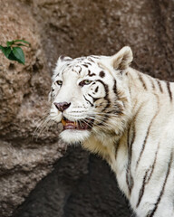 White tiger in zoo, Thailand. (Panthera tigris altaica)