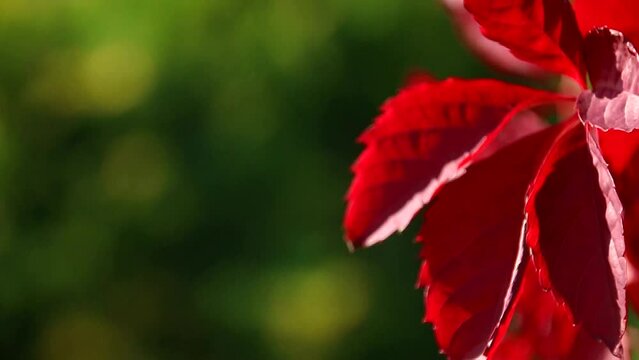 Video refocus from red leaves to green in the background