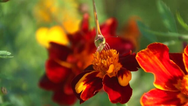 A beautiful yellow-green butterfly sits on a beautiful burgundy-yellow flower and enjoys sweet nectar in a macro video