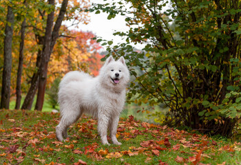 Naklejka na ściany i meble Wet Samoyed Dog on the grass. Autumn Maple Leaves in Background.