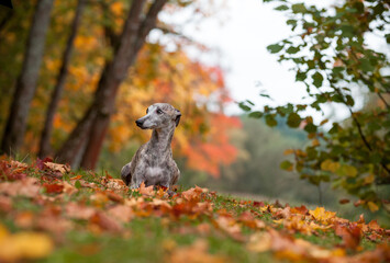 Whippet Dog Lying on the Grass. Autumn Leaves in Background
