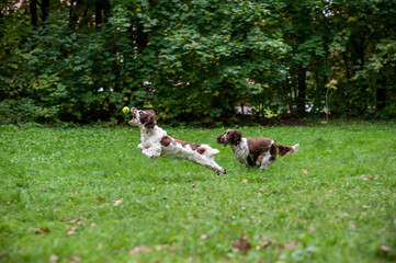 Two English Springer Spaniels Dogs Running and Playing on the grass. Playing with Tennis Ball.