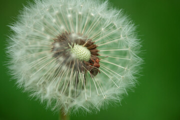 Wild Dandelion with Beetle inside. Beautiful Macro Photo Shoot with Clear Green Background