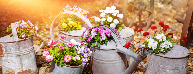 Fototapeta na wymiar composition of colorful pansies in an old watering can and bucket, summer sunny garden. Summer season concept. beautiful nature with watering can and pansies in the sun