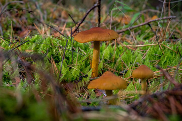 Brown Mushroom in the forest