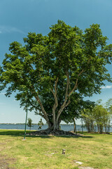 Fototapeta na wymiar Tree in Edison and Ford Winter Estates Park in Fort Myers, Florida. USA