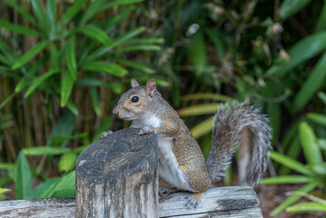 Squirrel in Tampa Bay Park. Florida. USA