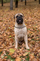Bullmastiff dog is sitting in the park.