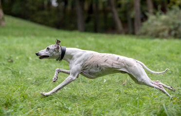 Whippet Breed Dog Running on the Grass.