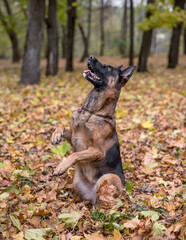 German Shepherd standing on two legs.