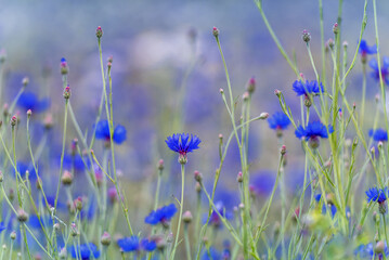 Cornflower Flower in the Field. Shallow Depth of Field.