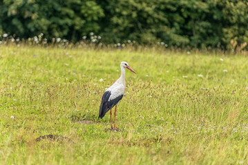 Stork is Walking on the grass in rural area. Green Grass in Background.