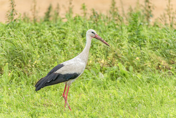 Stork is Walking on the grass in rural area. Green Grass in Background.