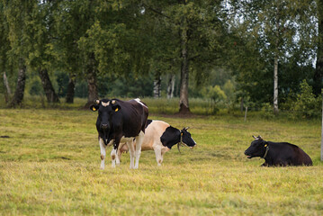 Cows in Rural Area.