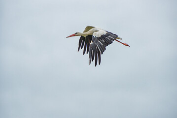 Flying Stork. Cloudy Blue Sky in Background