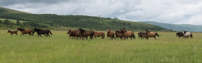 Wild horses run across the field.Panoramic shooting, banner for your advertising