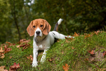 Beagle Dog Lying on the grass. Autumn Leaves in Background.