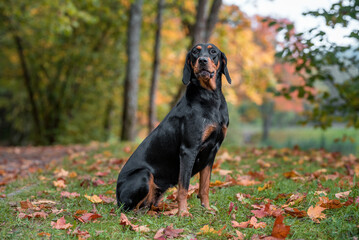 Lithuanian Hound Dog sitting. Autumn leaves in Background.