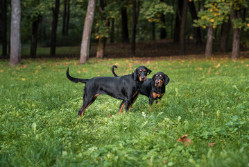 Lithuanian Hound Dogs Playing on the Grass.
