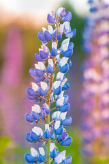 Macro Lupine Flower And Blurry Background.