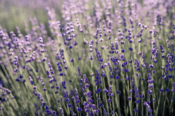 Lavender field. With soft light effect for floral background
