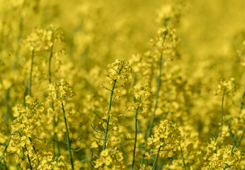 Obraz premium Beautiful Close up Blooming Rapeseed Field. Brassica Napus, Canola.