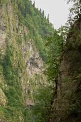 Trees on the mountains