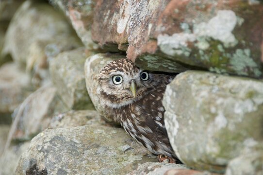 Little Owl looking out from dry stone wall