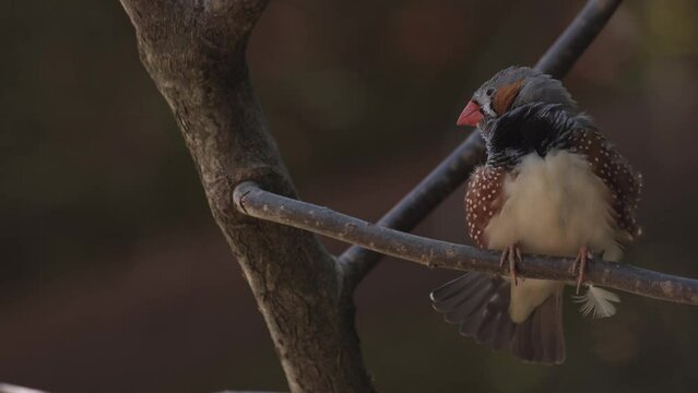 Australian Zebra Finch Perching On Wood. Taeniopygia Castanotis. closeup
