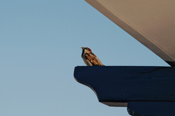 View of a single sparrow sitting on a roof - Powered by Adobe