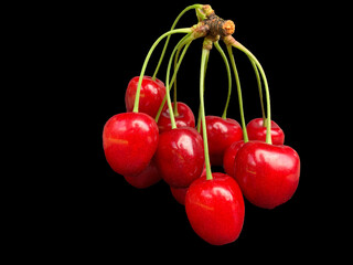 A large branch of cherry berries on a black background. Concept: ripe fruits, red berries. Many ripe cherries on one branch.
