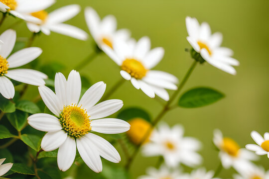 Daisies in a field, close up with background bokeh. Generative AI.