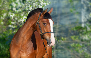  portrait of bay beautiful   sportive  horse posing near blossom bush. spring time