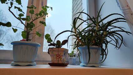 House plants on windowsill and window on background. Violet, aloe, carnation and other flower in pots