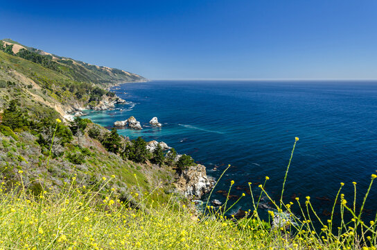 Beautiful coastline and vegetation at the Pacific Ocean in California, United States