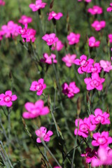 goździk siny Dianthus gratianopolitanus - obrazy, fototapety, plakaty