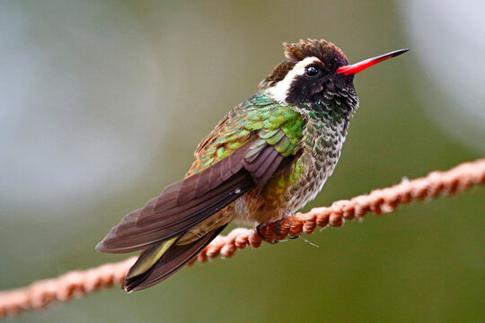 Male white-eared hummingbird (Basilinna leucotis) perched on rope, Honduras.