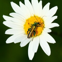Thick-legged Flower-beetle (Oedemera nobilis) on daisy, Isle of Wight, England.