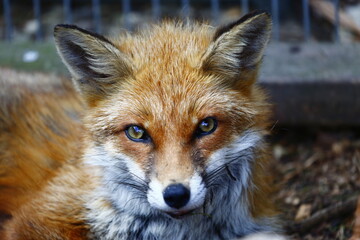 Vixen (Vulpes vulpes) in rescue centre ready for release into the wild, England.