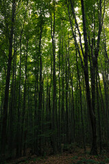 Fototapeta na wymiar Tall trees in dark forest. Moody lush forest view.