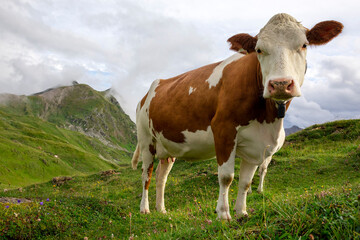 milk cow on alpine pasture