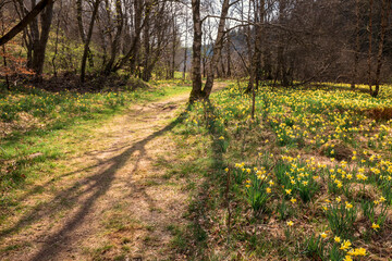 sunlight over forest with many daffodils