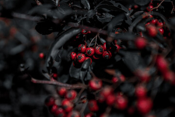 red berries on a black background